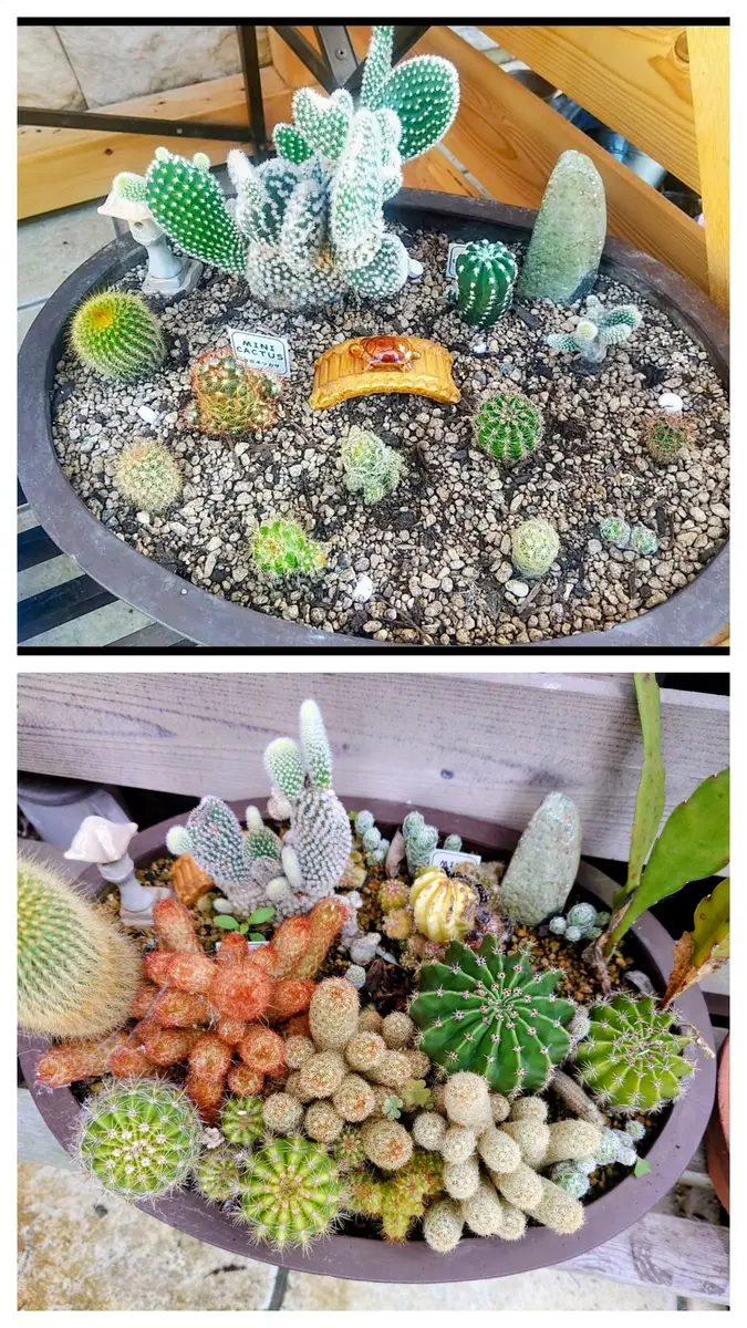 サボテン寄植え その後｜園芸日記byサボやっちゃん｜みんなの趣味の