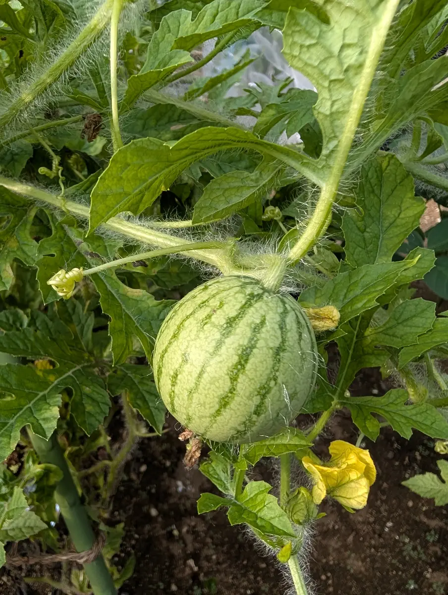 できてた！🍉｜園芸日記byキッキ｜みんなの趣味の園芸｜1476956
