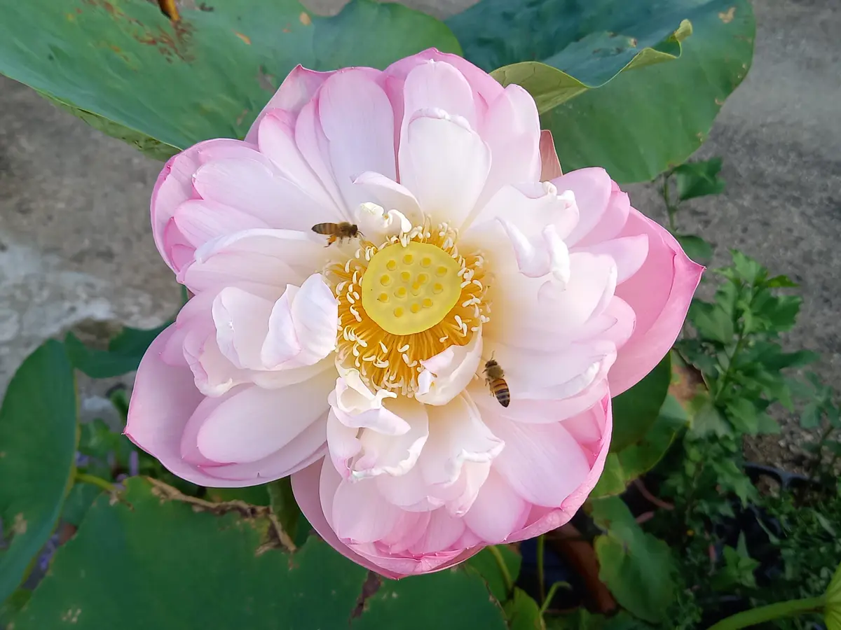 今日の蓮②｜園芸日記byこんちゃん｜みんなの趣味の園芸｜1477272