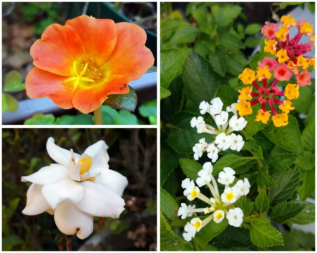 ☆塩原花園☆新品種☆ナユタ　超レア☆4.5号鉢☆4月末〜発送☆ 夏の花｜園芸日記bymtaka｜みんなの趣味の園芸｜1477400