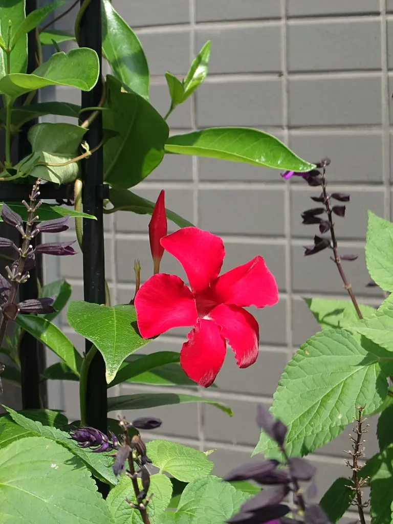クライミングサンパラソル🌼雨樋に絡ませました｜園芸日記byおむねどん｜みんなの趣味の園芸｜1477694