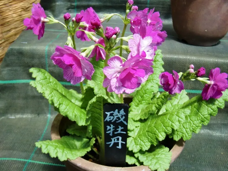 園芸LOVE原田が行く】武士が愛した可憐な花、サクラソウ｜園芸