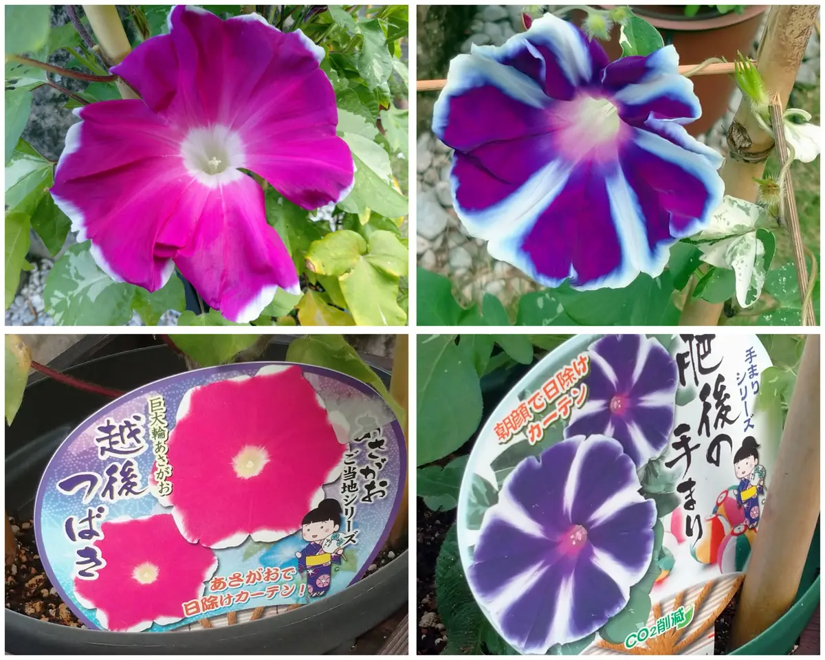 朝の空7月19日🌤️｜園芸日記bymtaka｜みんなの趣味の園芸｜1479257
