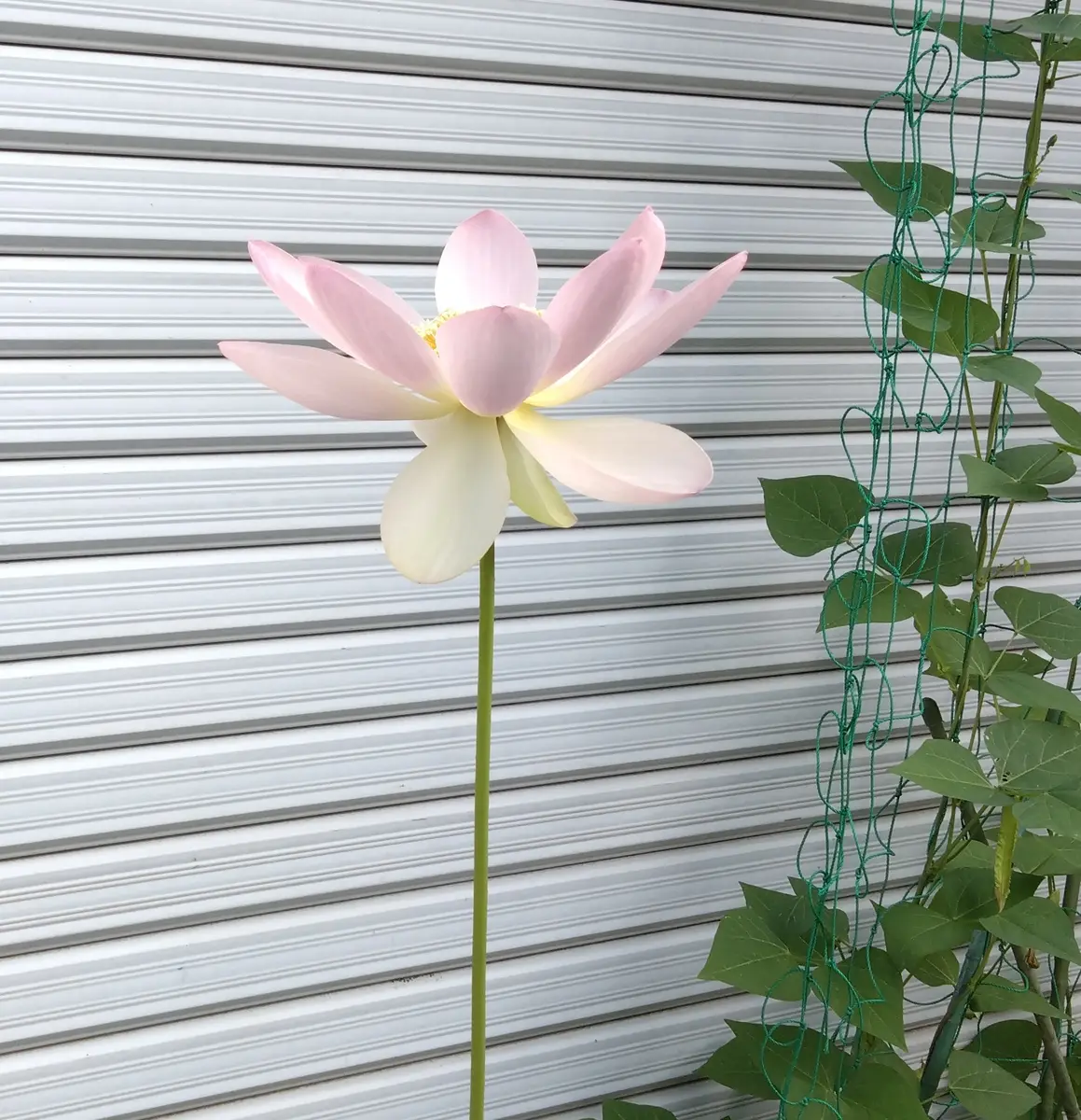 花蓮様　確認ページ 蓮の花が思ったより開きました｜園芸日記byちきぽっぽ｜みんなの趣味の