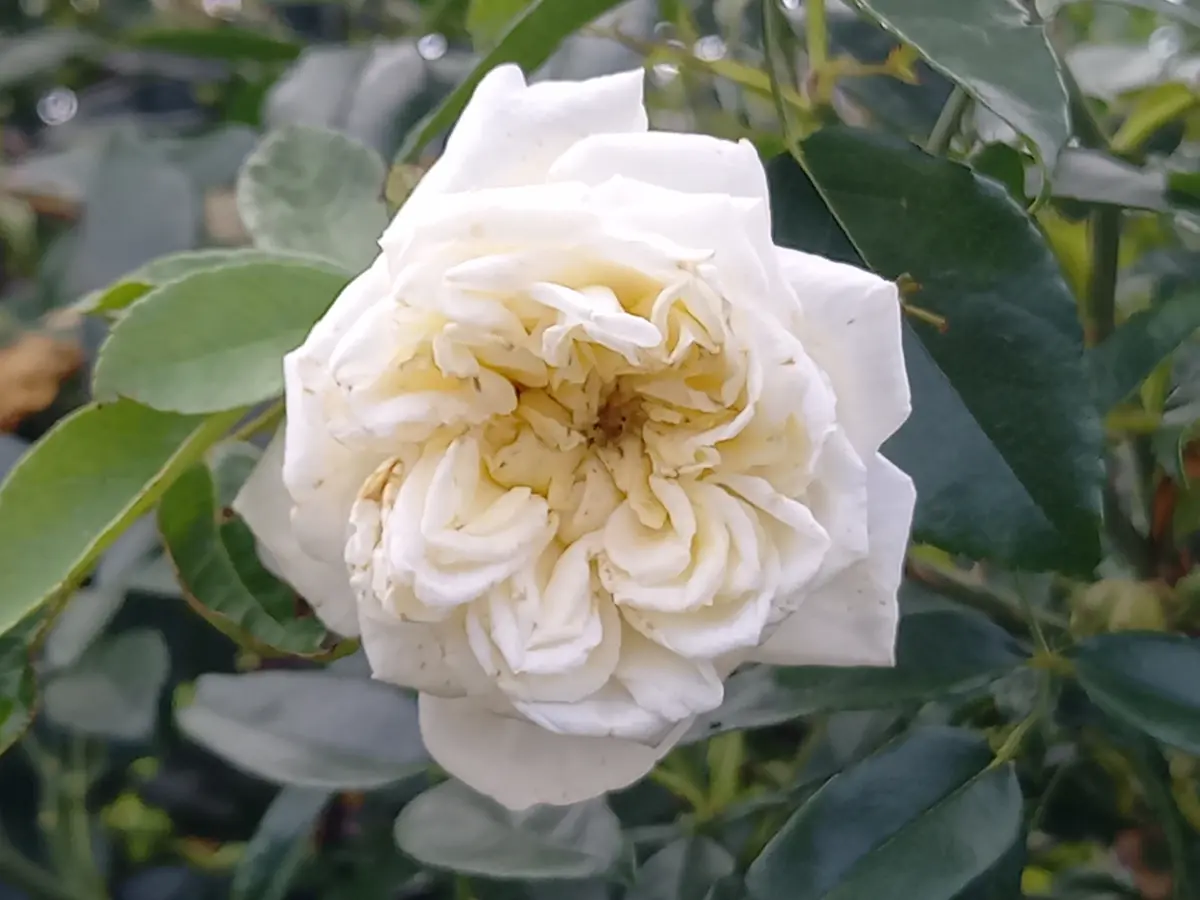 【中古】 千本の白い薔薇/ハーパーコリンズ・ジャパン/ベサニー・カンベル 今日のバラ⑤〔写真3枚目〕-こんちゃんさんの日記｜みんなの趣味の園芸