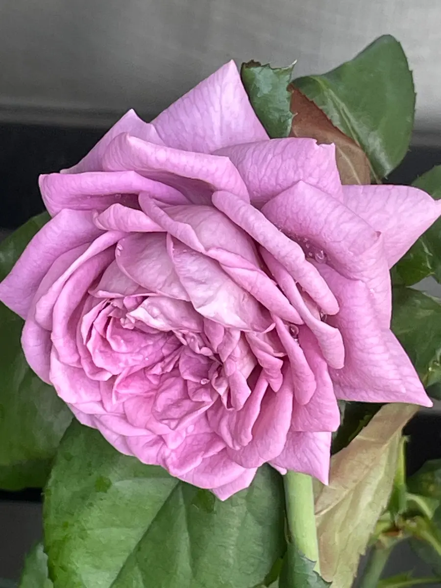 🟣紫の薔薇｜園芸日記byMIYABI512｜みんなの趣味の園芸｜1480334