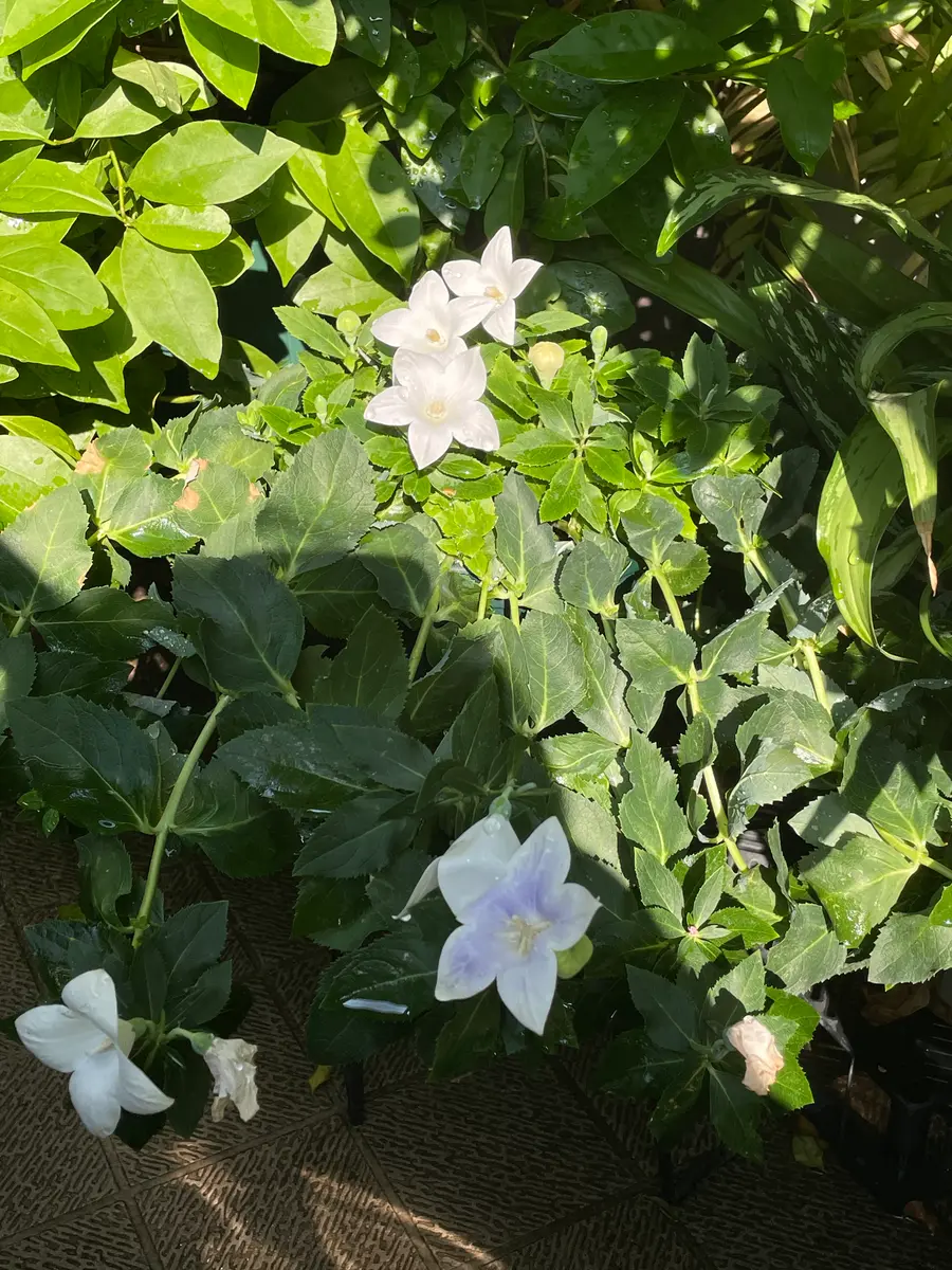 🌿白桔梗の絞り咲き〔写真2枚目〕-MIYABI512さんの日記｜みんなの趣味