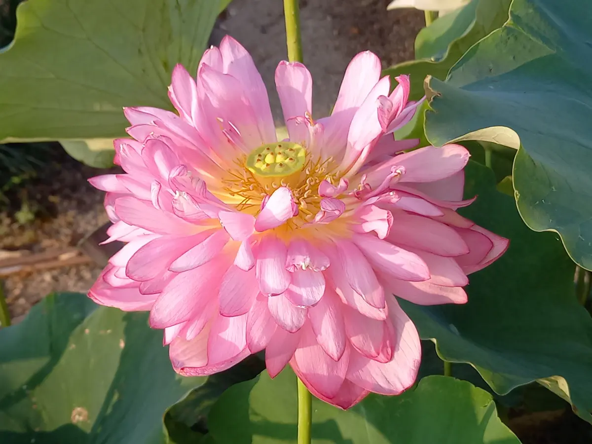 今朝の蓮③｜園芸日記byこんちゃん｜みんなの趣味の園芸｜1480706