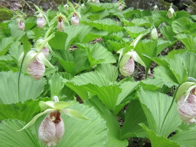 クマガイソウ開花｜園芸日記by名なし草｜みんなの趣味の園芸｜148294
