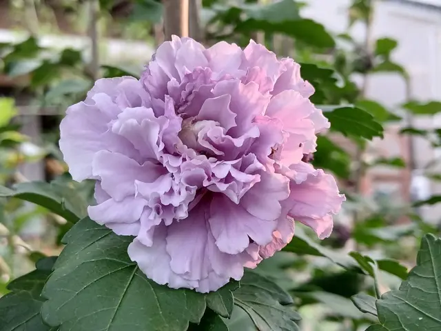 ムクゲ紫玉(^^♪｜園芸日記by愛は花。｜みんなの趣味の園芸｜1483154