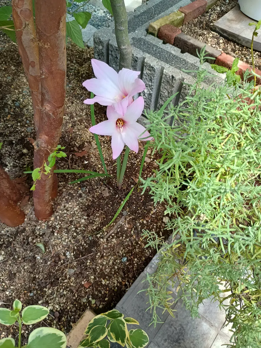 レインリリー｜園芸日記byカワセミん｜みんなの趣味の園芸｜1483817