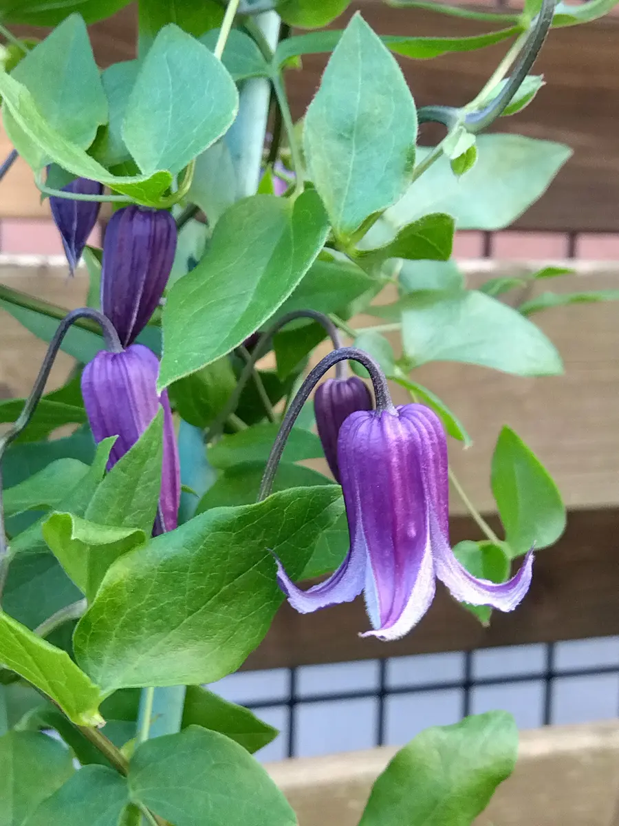 トキ色の君 2番花開花 トキ色の君 2番花開花 朱鷺（とき）色の花