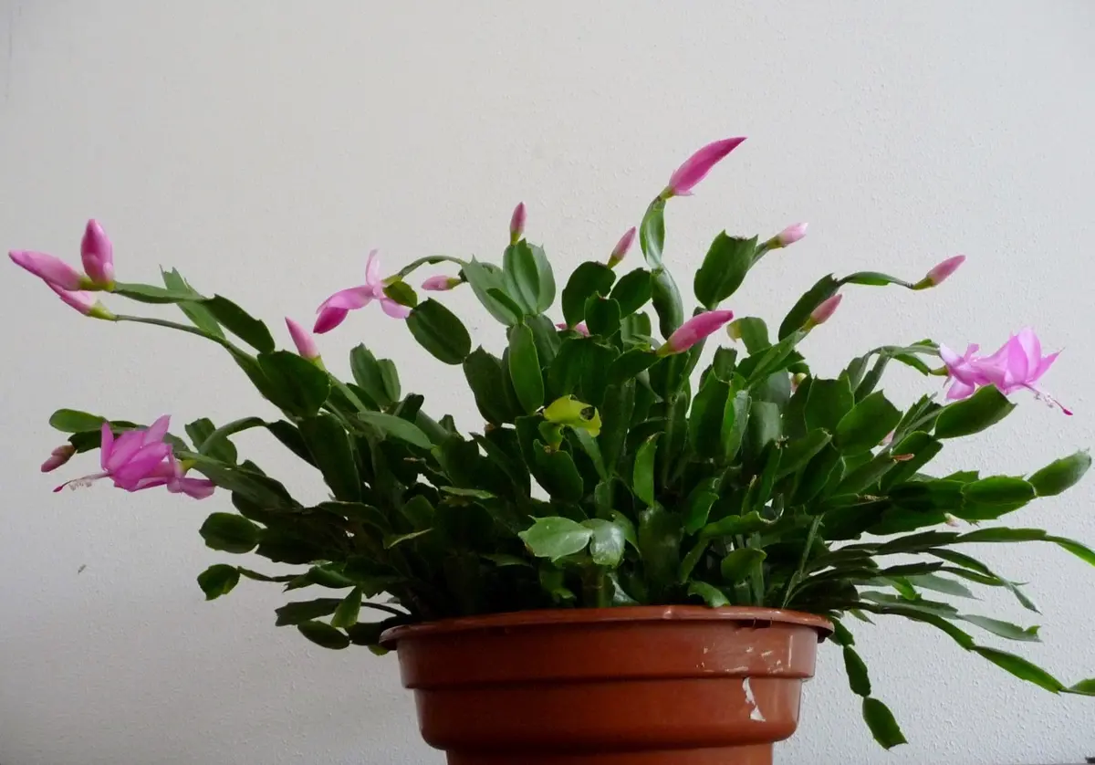 シャコバサボテン二番花｜園芸日記by小春｜みんなの趣味の園芸｜148815