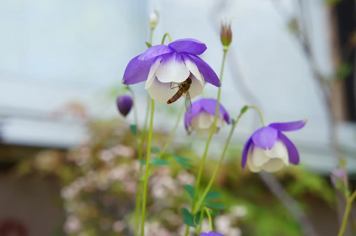 蜂も喜ぶ花｜園芸日記byよっこら｜みんなの趣味の園芸｜148882