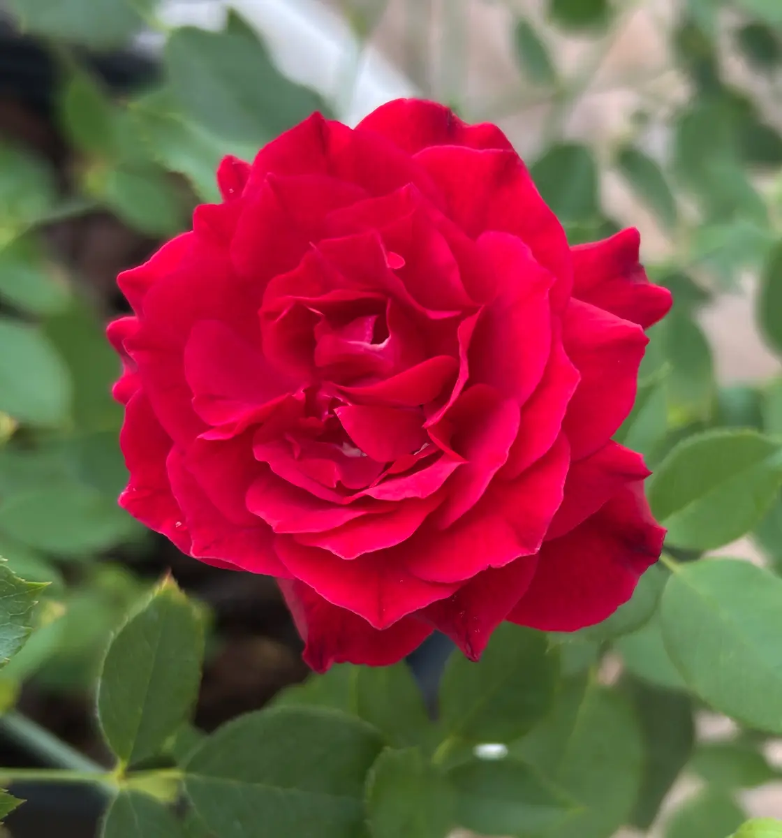 ‘フランシス・デゥブリュイ’初開花｜園芸日記bymo’mo｜みんなの趣味の園芸｜1489542