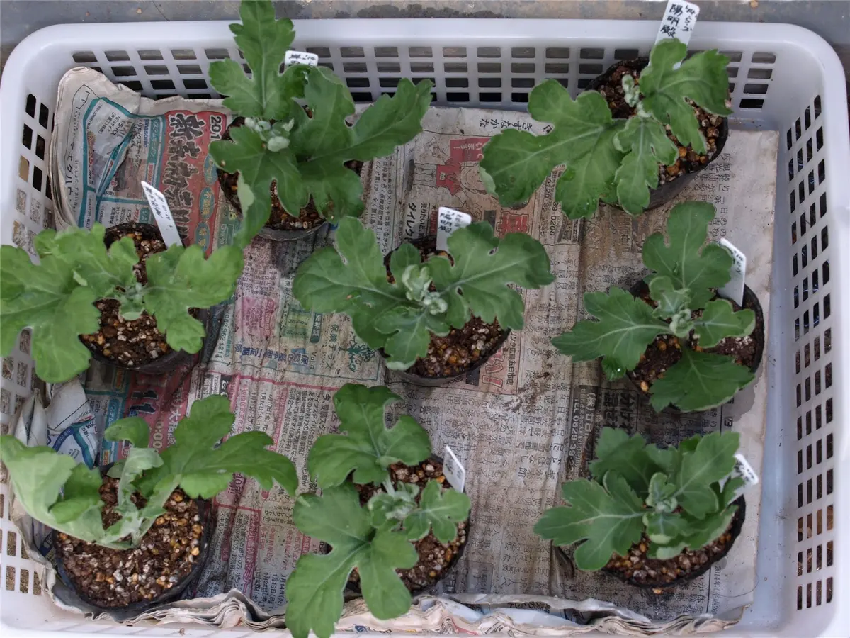 大菊の挿し芽｜園芸日記byらりこ｜みんなの趣味の園芸｜148966