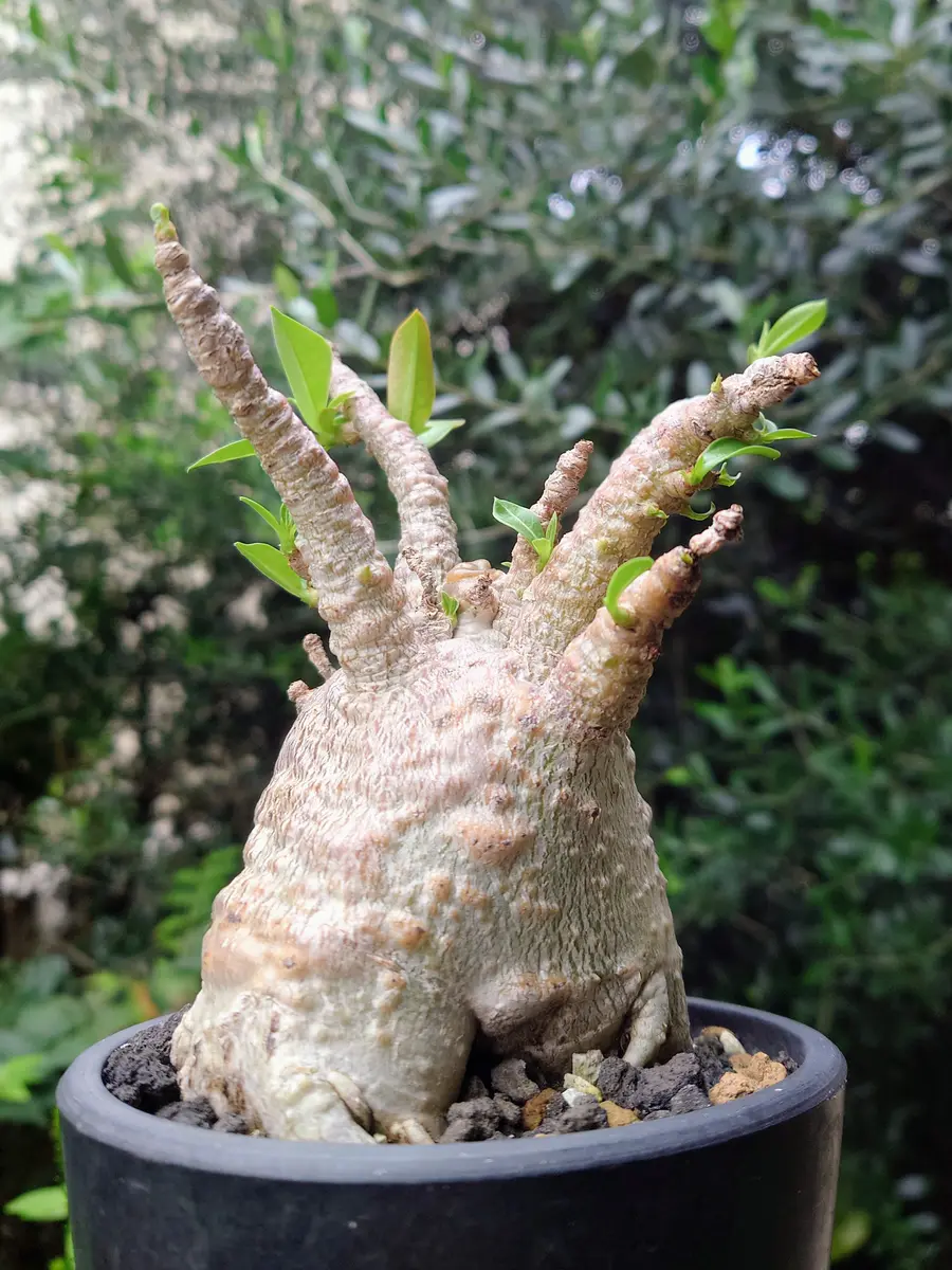 観葉植物 アデニウム アラビカ ム 現品 アデニウム・アラビカム