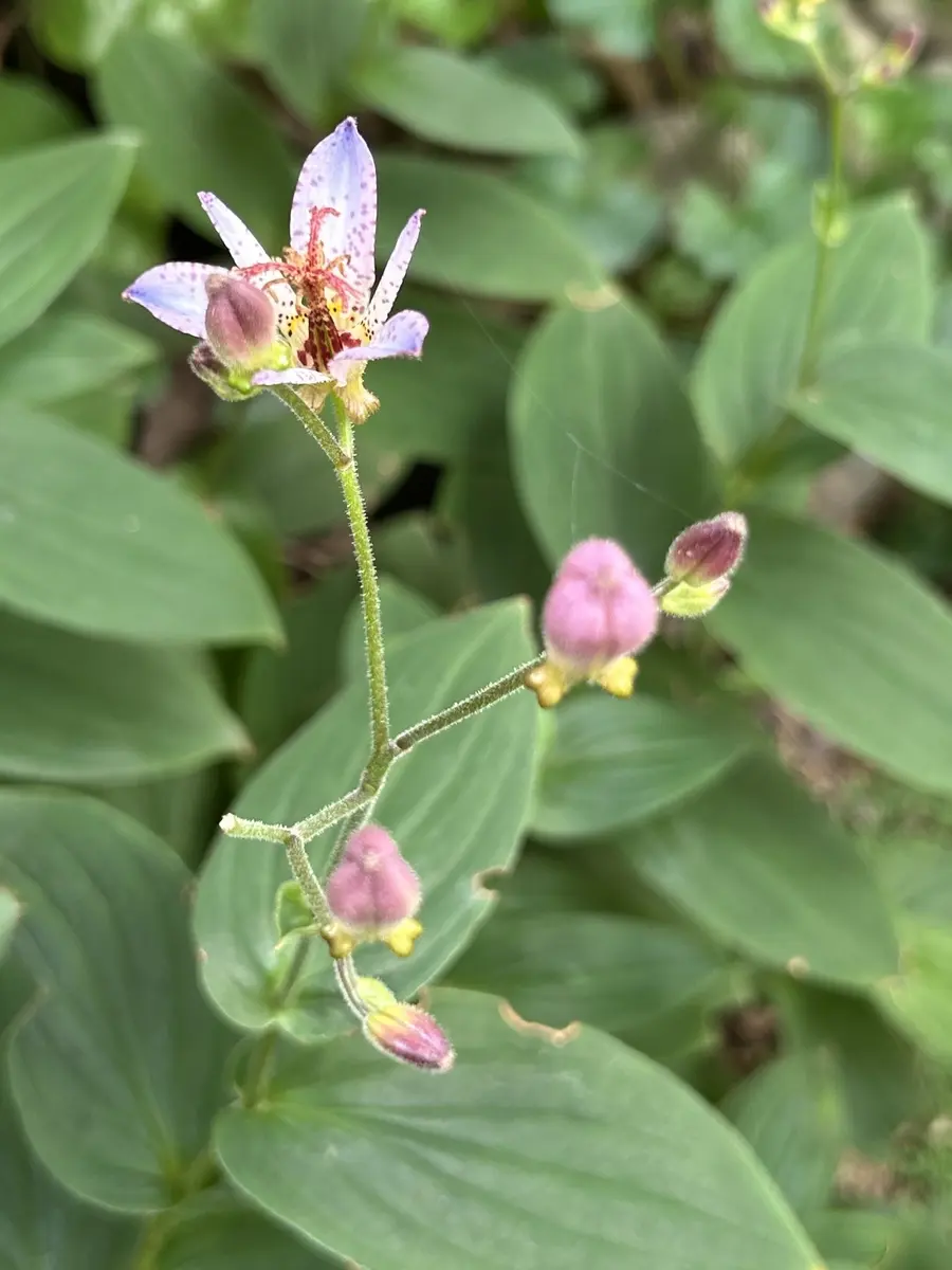 庭の花〔写真2枚目〕-rankumiさんの日記｜みんなの趣味の園芸2026/09/02