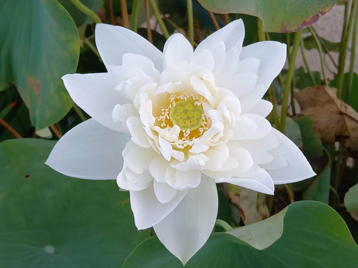 今朝の蓮｜園芸日記byこんちゃん｜みんなの趣味の園芸｜1492277