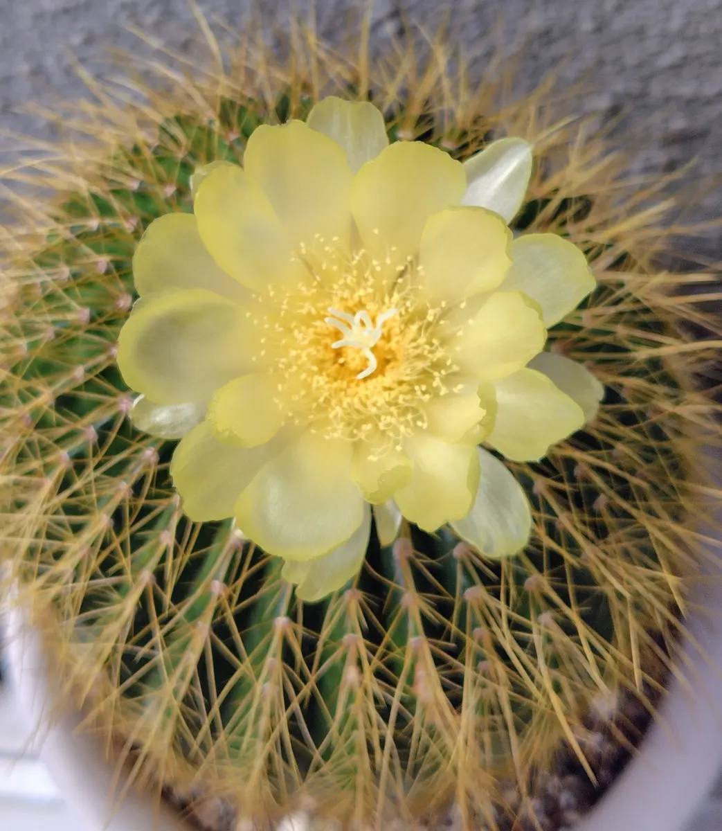 蝋細工の様なサボテンのお花🌵｜園芸日記byレイラちゃん｜みんなの趣味