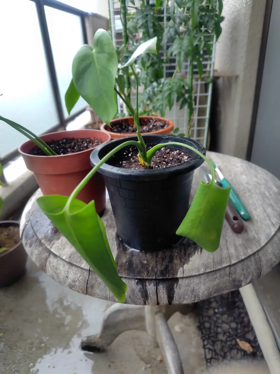 モンステラ 福助(茎伏せ) モンステラ 福助(茎伏せ) 弱ったモンステラを茎伏せで復活させたら綴化