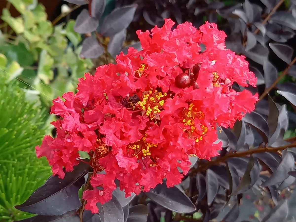 赤い花｜園芸日記byこんちゃん｜みんなの趣味の園芸｜1493448