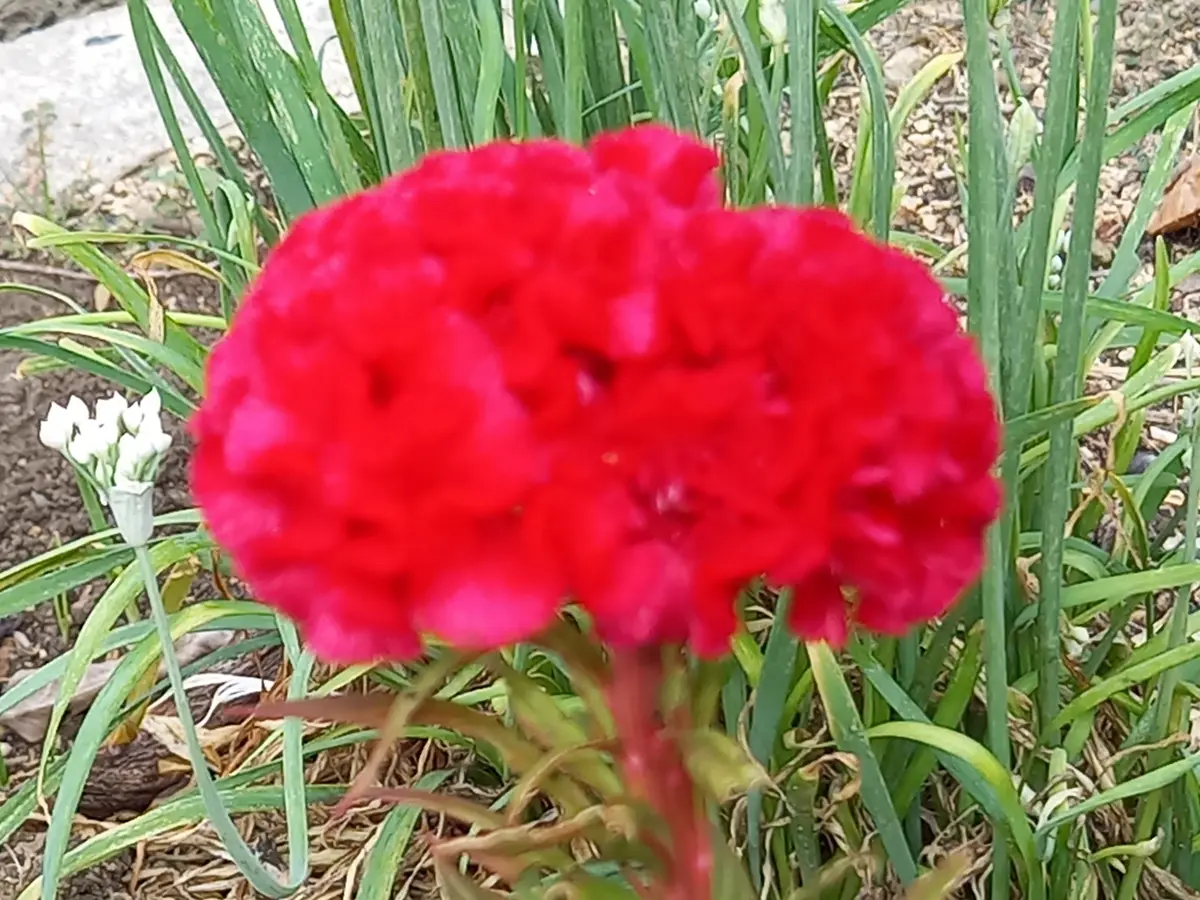 赤い花｜園芸日記byこんちゃん｜みんなの趣味の園芸｜1493448