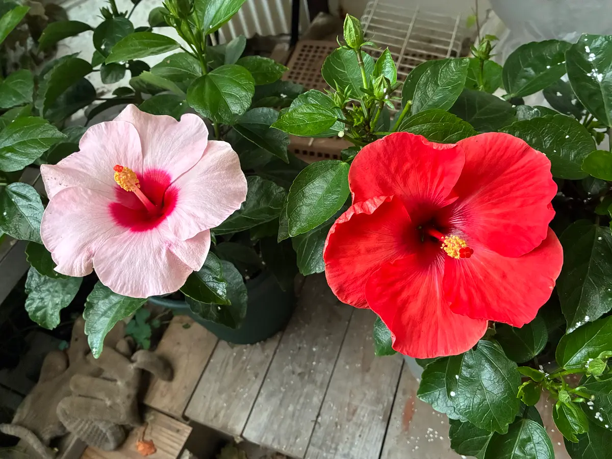 4種のハイビスカス🌺全種咲きました｜園芸日記byマサルさんち