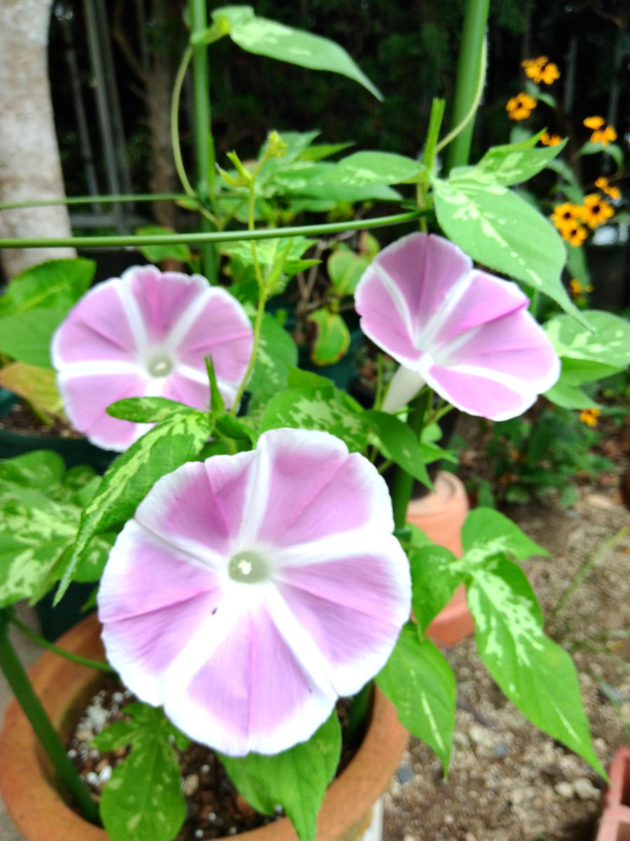 朝顔が咲いたよ🎶｜園芸日記byダイヤモンドリリー｜みんなの趣味の園芸