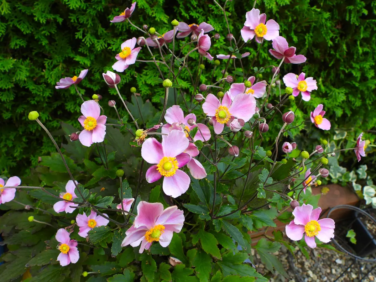 終命菊？｜園芸日記byあけマサ｜みんなの趣味の園芸｜1494210