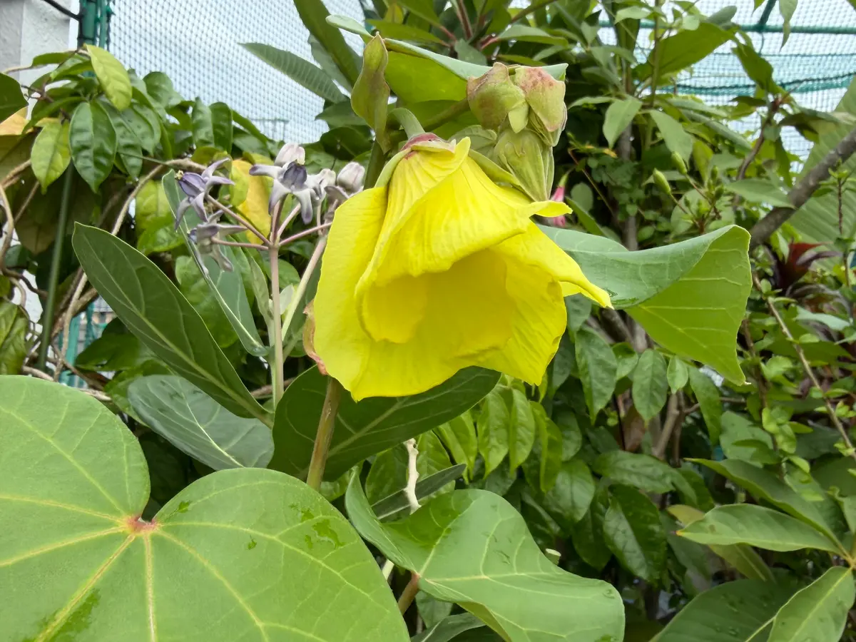 オオハマボウ｜園芸日記byびーくん｜みんなの趣味の園芸｜1494553