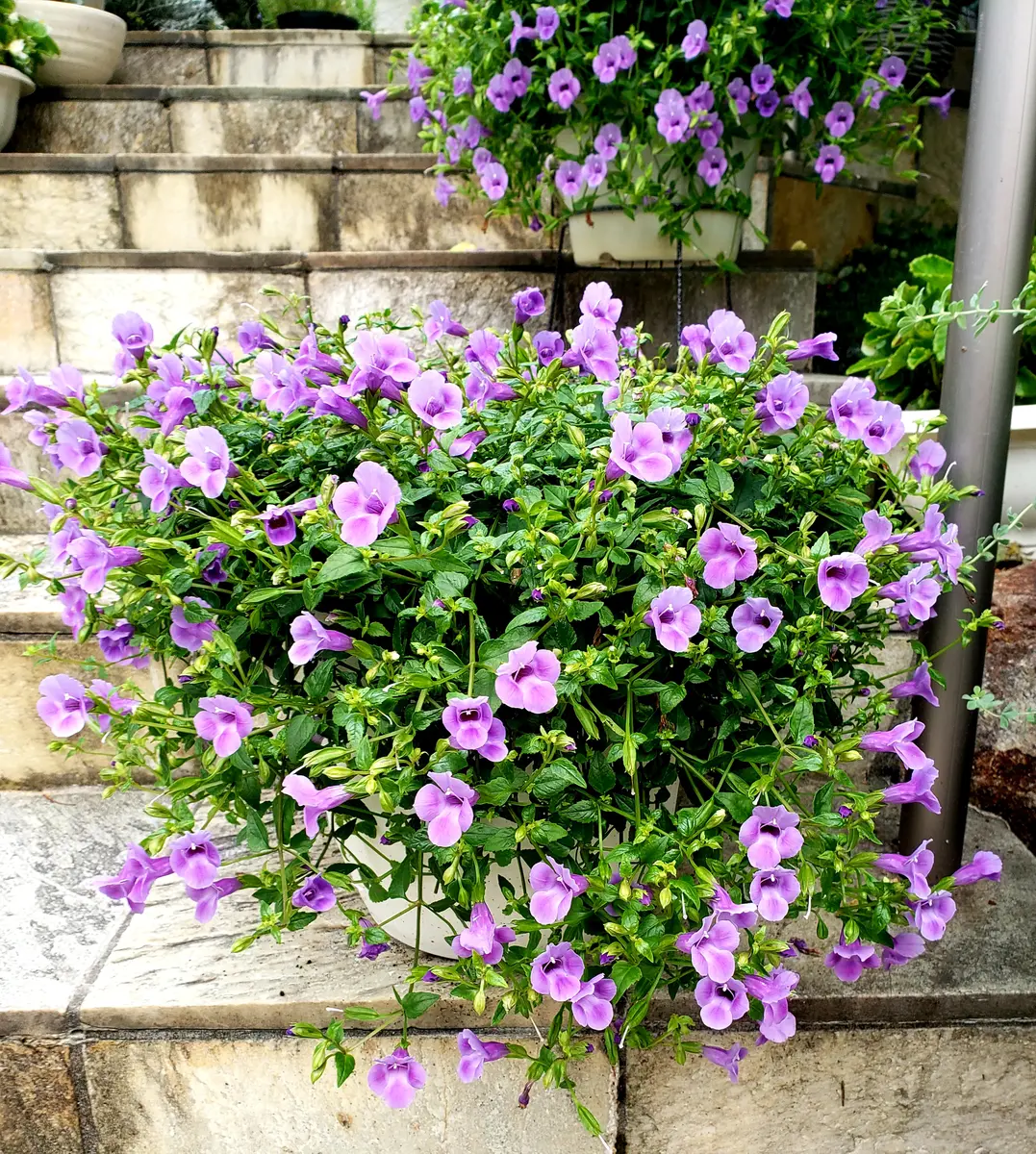 秋は紫の花が満開です🎵｜園芸日記byみどりガーデン｜みんなの趣味の