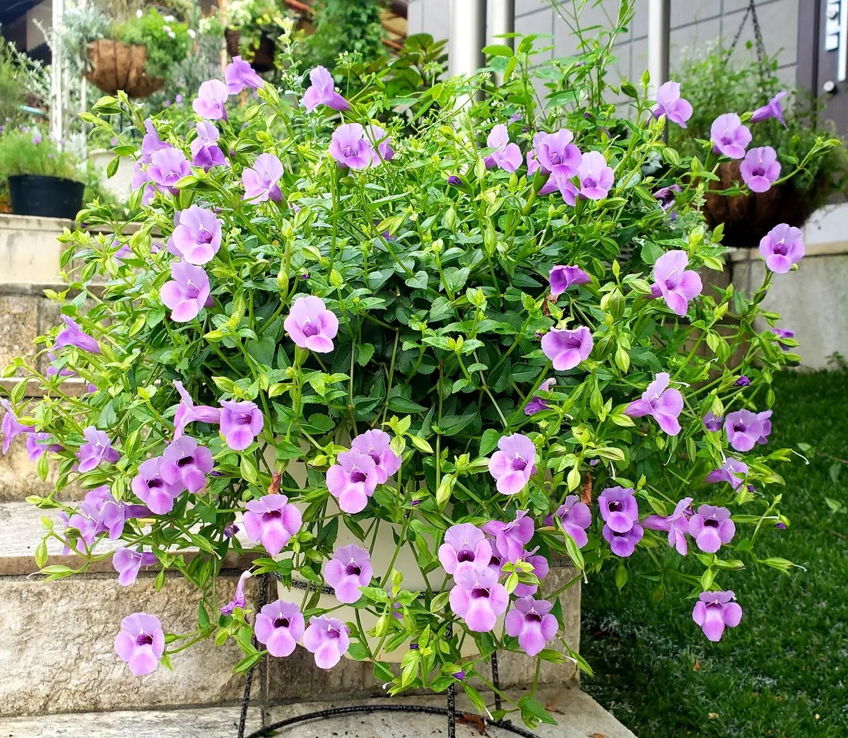秋は紫の花が満開です🎵〔写真2枚目〕-みどりガーデンさんの日記