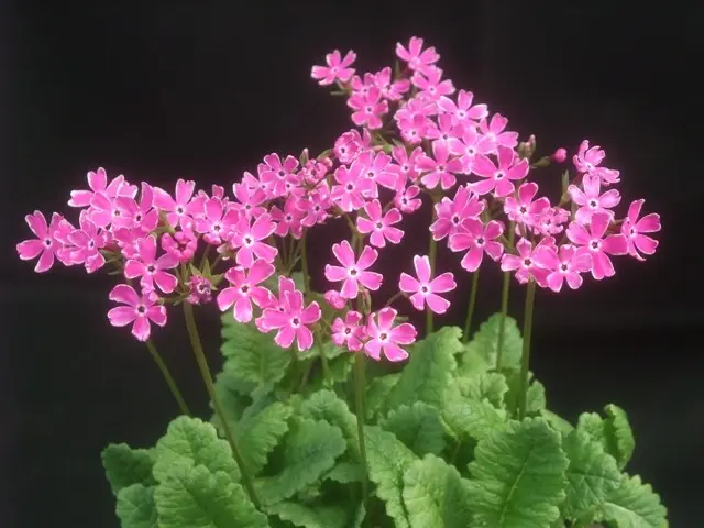 満開の日本桜草より②｜園芸日記byこんちゃん｜みんなの趣味の園芸｜149543