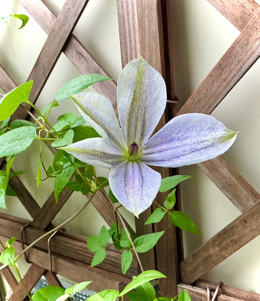 クレマチス・霞の3番花開花しました！ と、夏越しシクラメン開花中