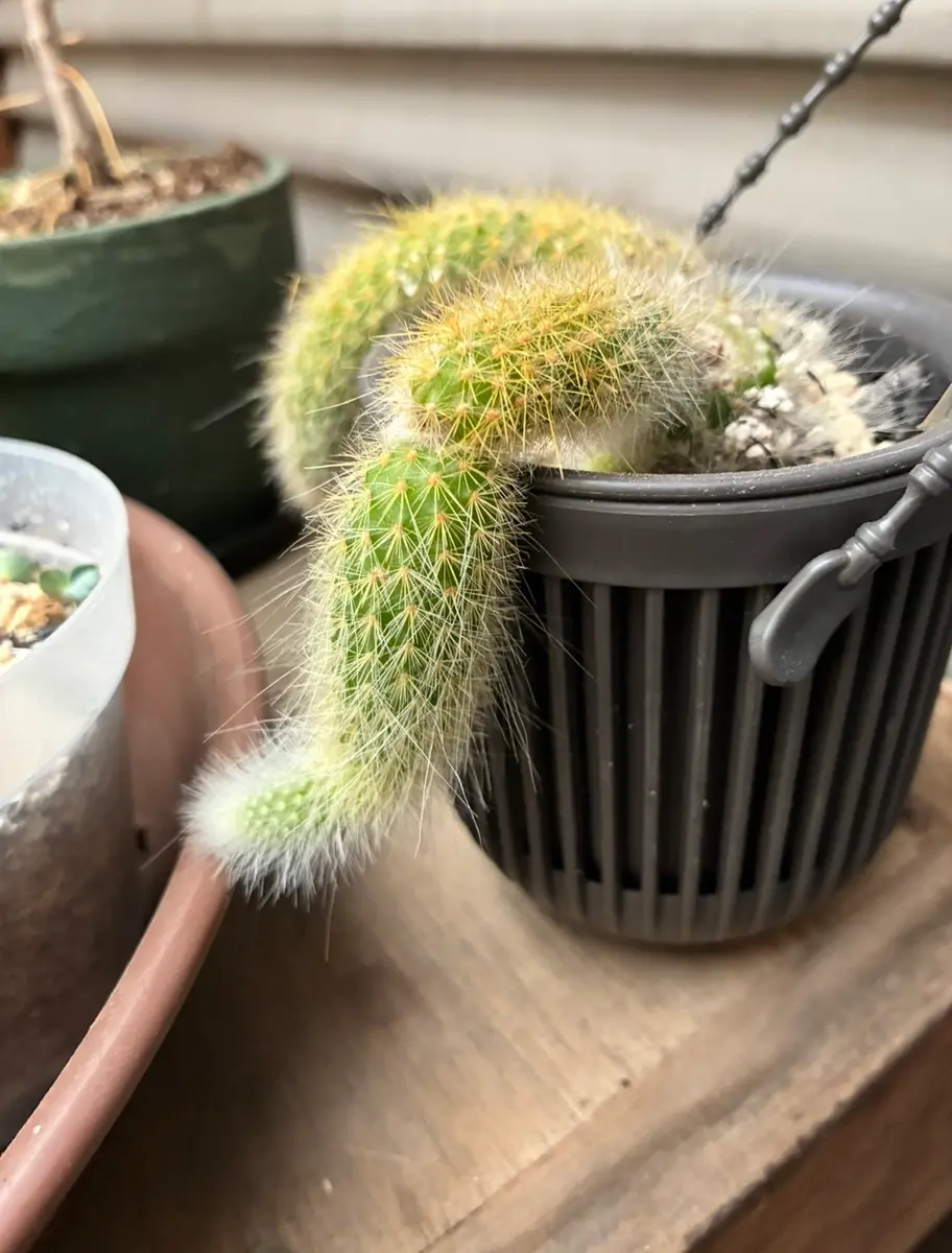 サボテンとセダムバリエガタたち〔写真1枚目〕-マイの小さな庭さんの