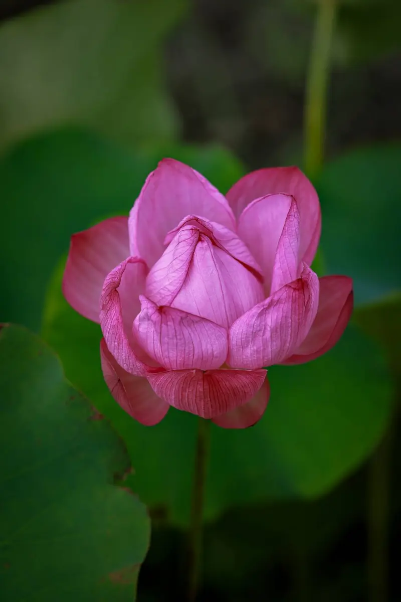 古代蓮 9026.9中旬開花｜園芸日記byNonchi@雅｜みんなの趣味の園芸