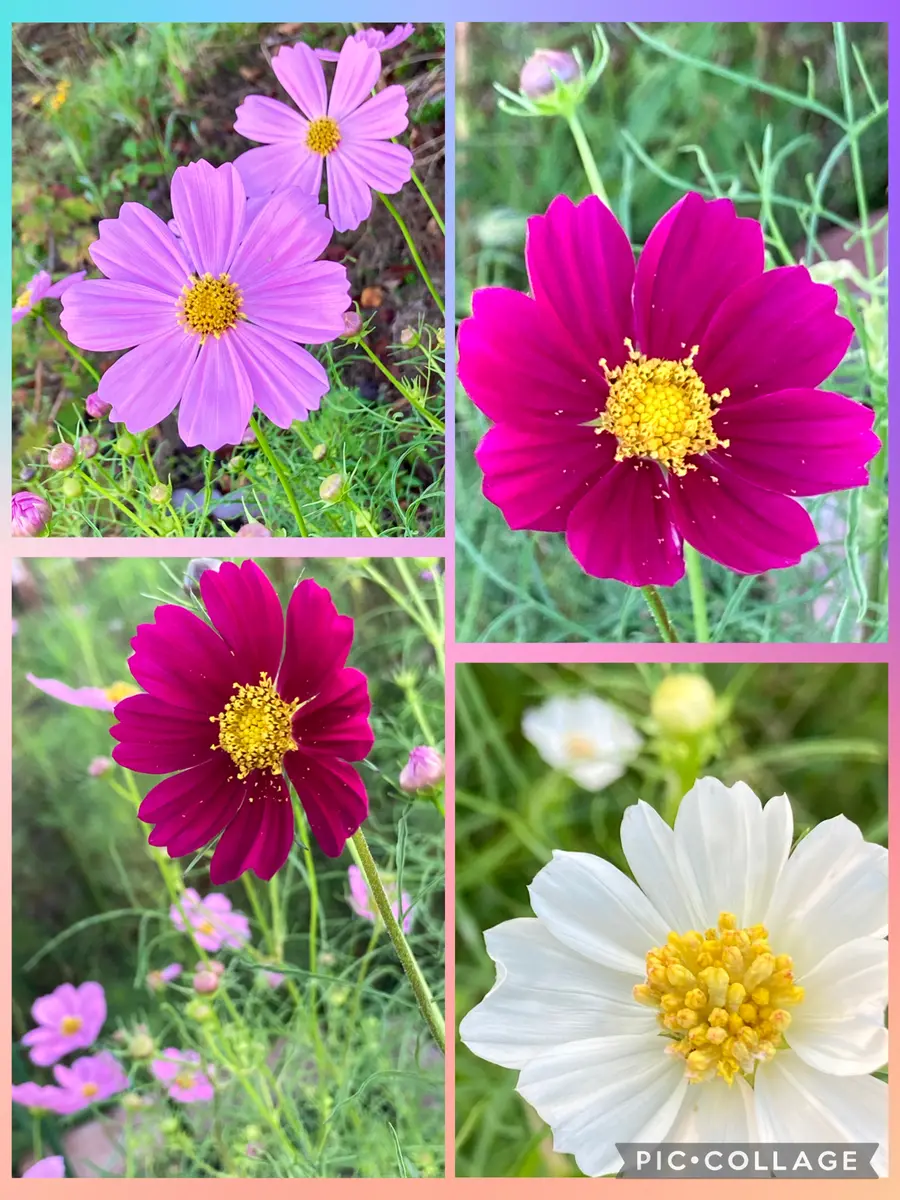 カマキリ様　huf ストレートデニム 紫　リアルツリー　30インチ 色とりどり❤️🤍💛(*⁰▿⁰*)🩷🧡💜｜園芸日記byスミヱ｜みんなの趣味の