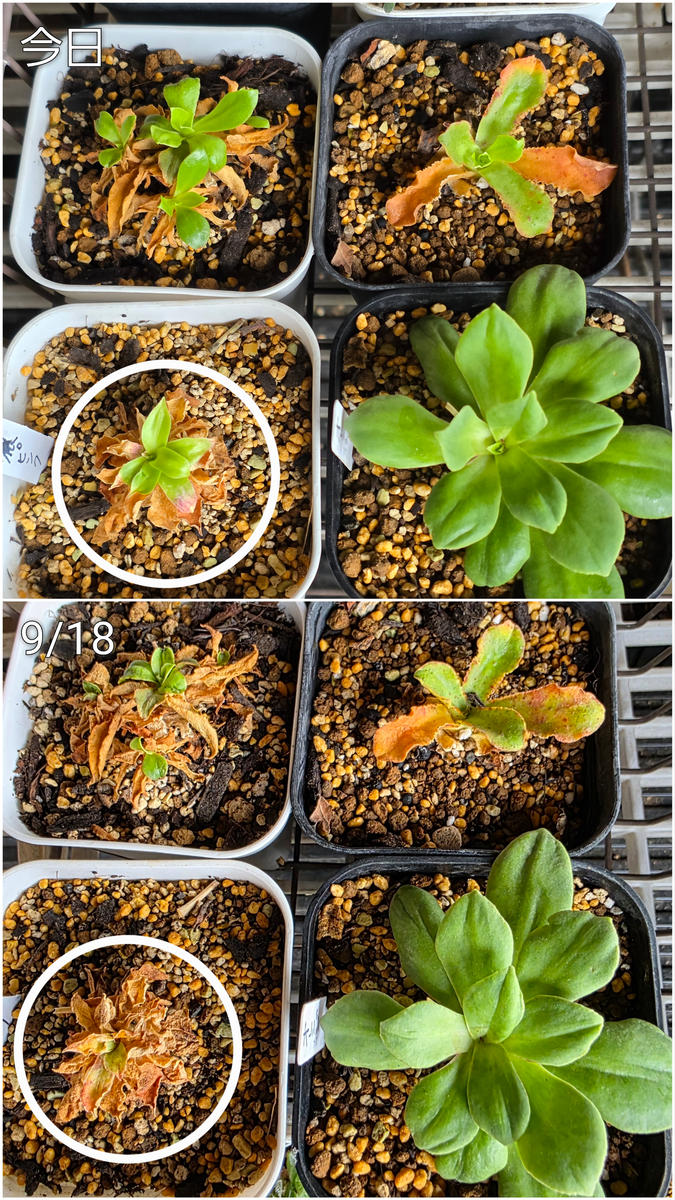 多肉植物❤️アエオニウム錦❤️  青い波 ❤️碧浪❤️ 状態画像 アエオニウムの日記一覧|たにくっちゃん(旧:エアースプリング)さんの