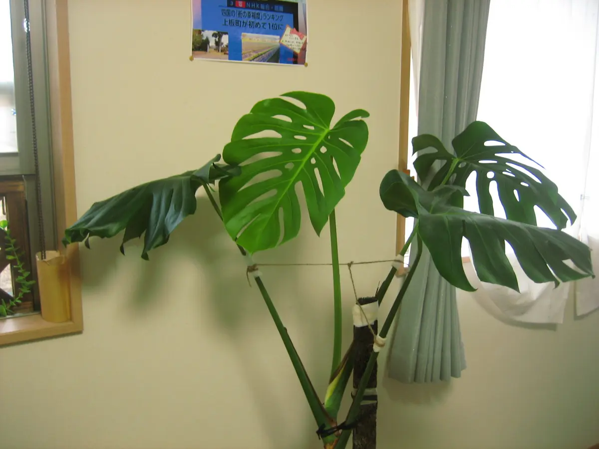 モンステラ新芽完成🌿｜園芸日記byコウノトリ｜みんなの趣味の園芸