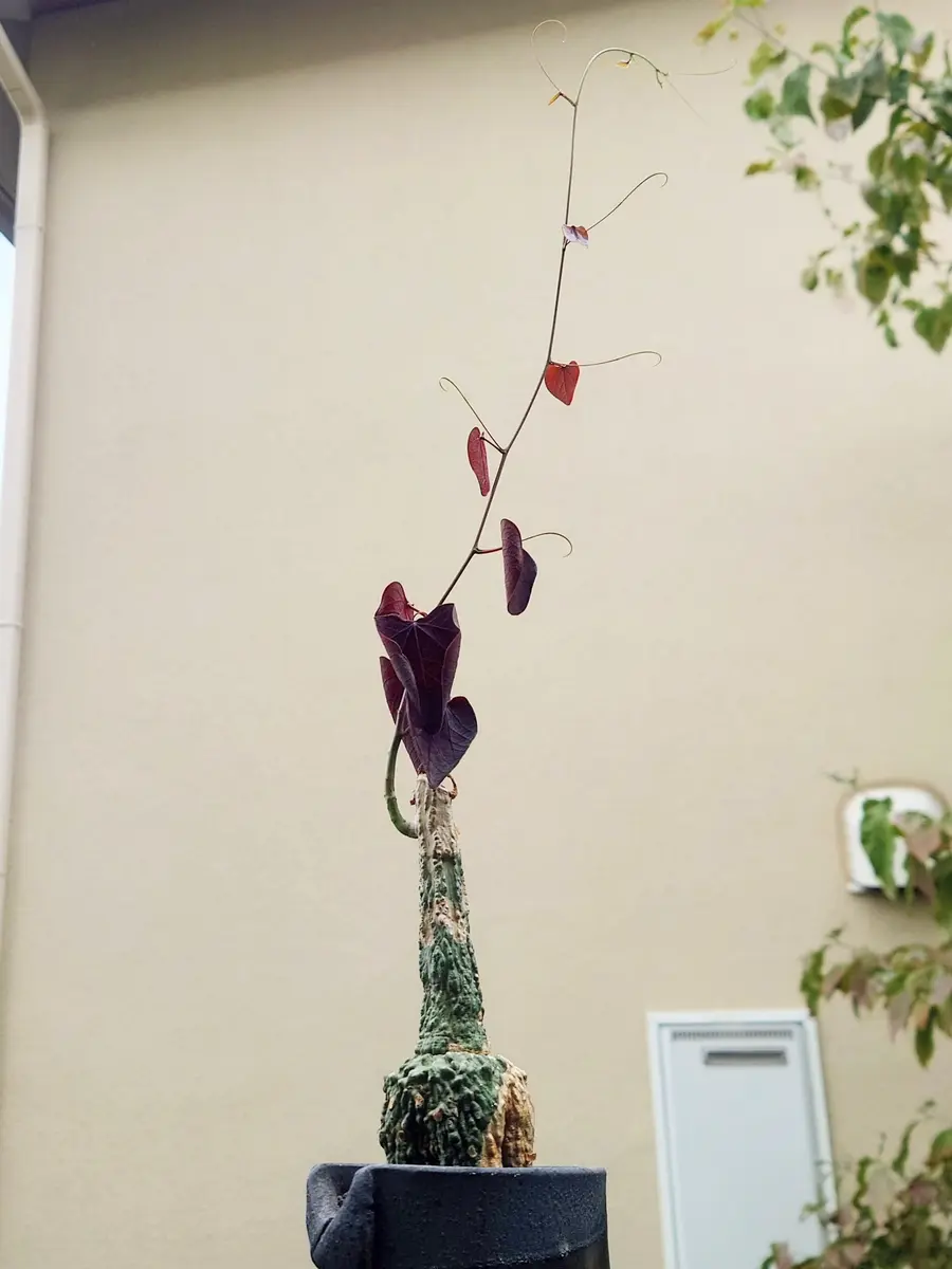 アデニア・ステイローサさん、鉢上げ！｜園芸日記byPlantskafka