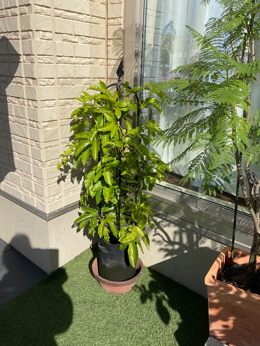 越冬植物等40鉢　まとめて譲渡 [引取限定] お1人様、冬越しです｜園芸日記bySunafukin｜みんなの趣味の園芸｜1501838