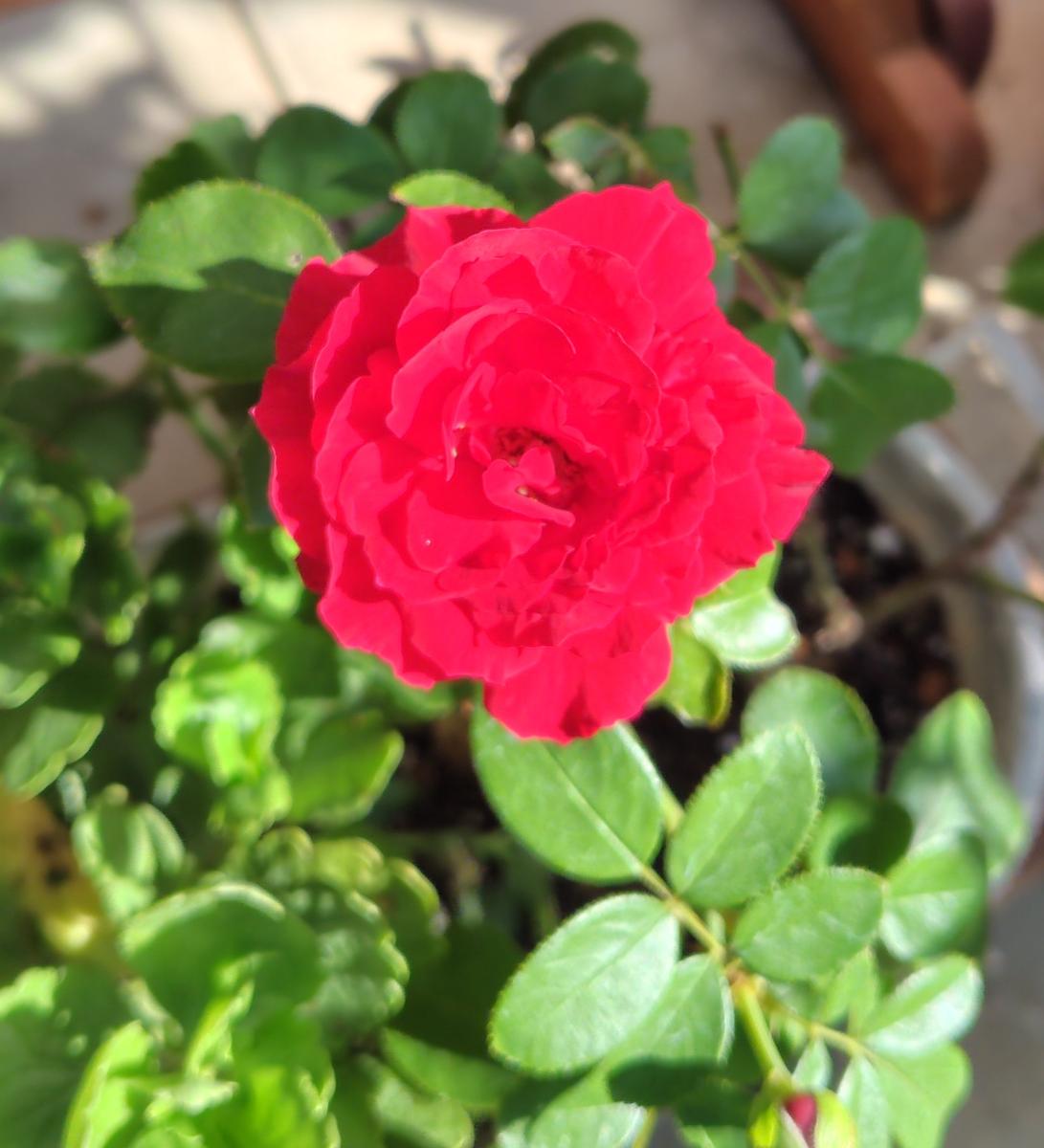 バラが咲いた🌹バラが咲いた🌹真っ赤な🌹が、🥰｜園芸日記byレイラ