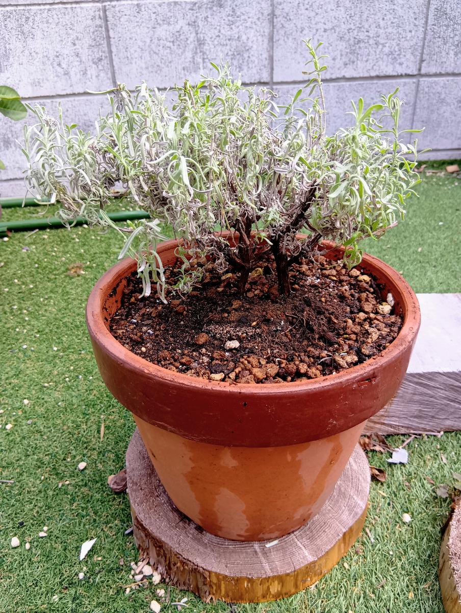 ラベンダーの鉢増しとカレンデュラの芽が出た！🌱〔写真2枚目〕-まり金