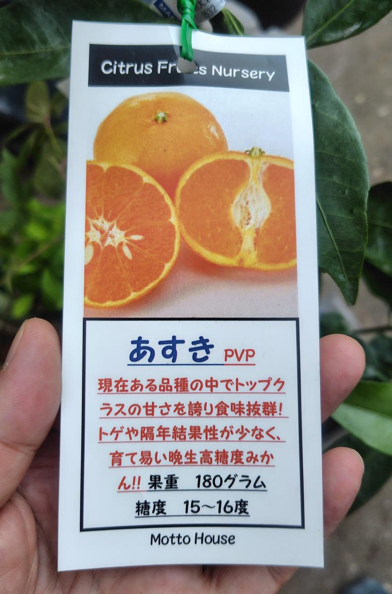 今日の買い物など｜園芸日記by庭民｜みんなの趣味の園芸｜1502984