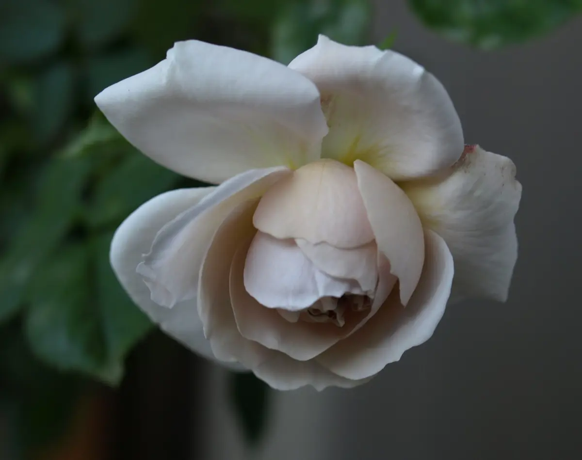 薔薇グレイパール（HT）接木苗木 新奇な色彩黒真珠のような趣の