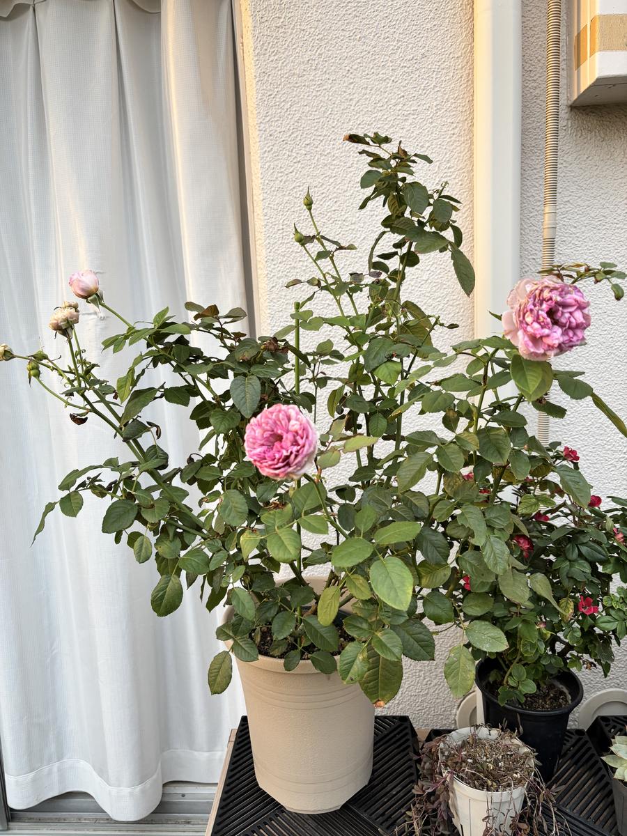 新苗を購入してみました｜園芸日記by園芸凡人｜みんなの趣味の園芸｜1505798
