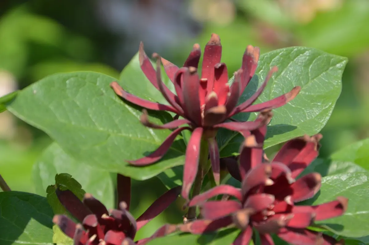 黒ロウバイ 黒花蝋梅 根 苗 茶花 楽天市場】ロウバイ 苗 【黒花 黒ロウバイ 黒花蝋梅 根 苗 茶花 楽天市場】ロウバイ 苗 【黒花