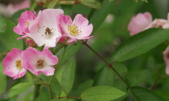 【青の世界】薔薇のハート ラウンド・オルゴナイト 青の世界】薔薇のハート ラウンド・オルゴナイト-タイムセール開催中