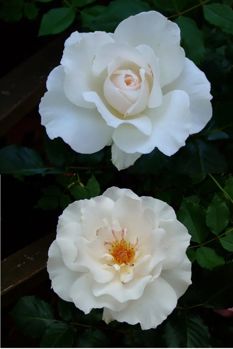 白バラたち｜園芸日記byはなはな｜みんなの趣味の園芸｜152311
